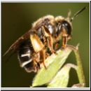 Macropis fulvipes - Schenkelbiene w01 9mm.jpg